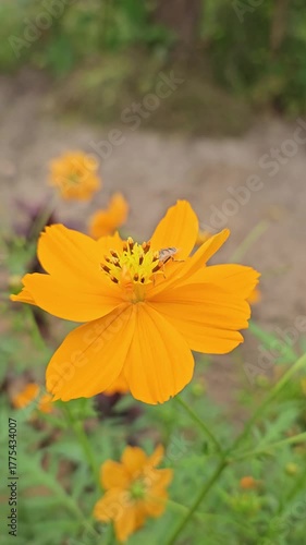 butterfly on a flower