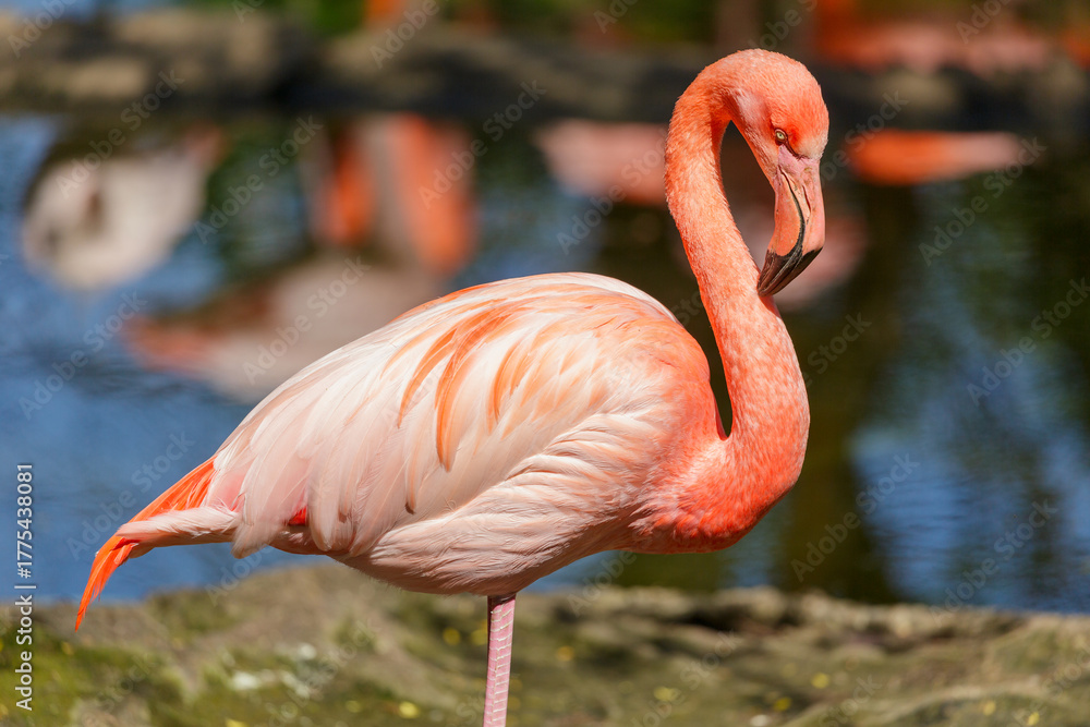 Fototapeta premium Pink flamingo standing in water