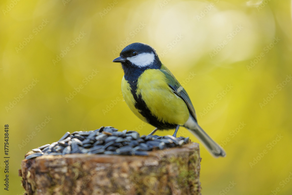 Obraz premium bird feeding on a bird feeder with sunflower seeds. Great tit