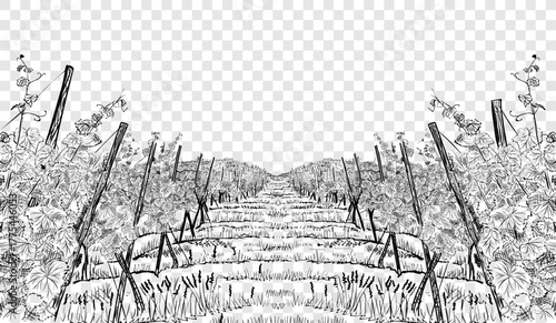 vineyard with bushes on both sides of a path leading to the horizon. Hand drawn sketch vector illustration isolated on white