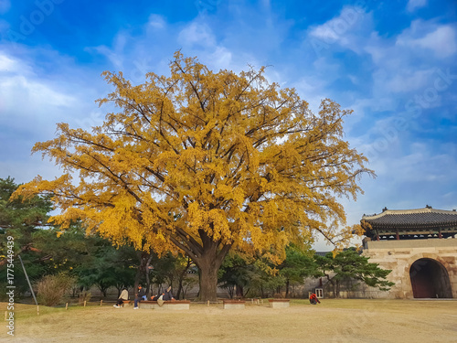 Photography Seoul,South Korea:View of yellow ginkgo tree at Hongyemun gate at Gyeongbokgung