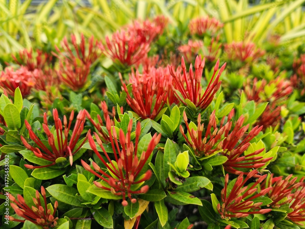 Fototapeta premium Vibrant Red Buds Among Lush Green Foliage in a Sunny Garden Bed