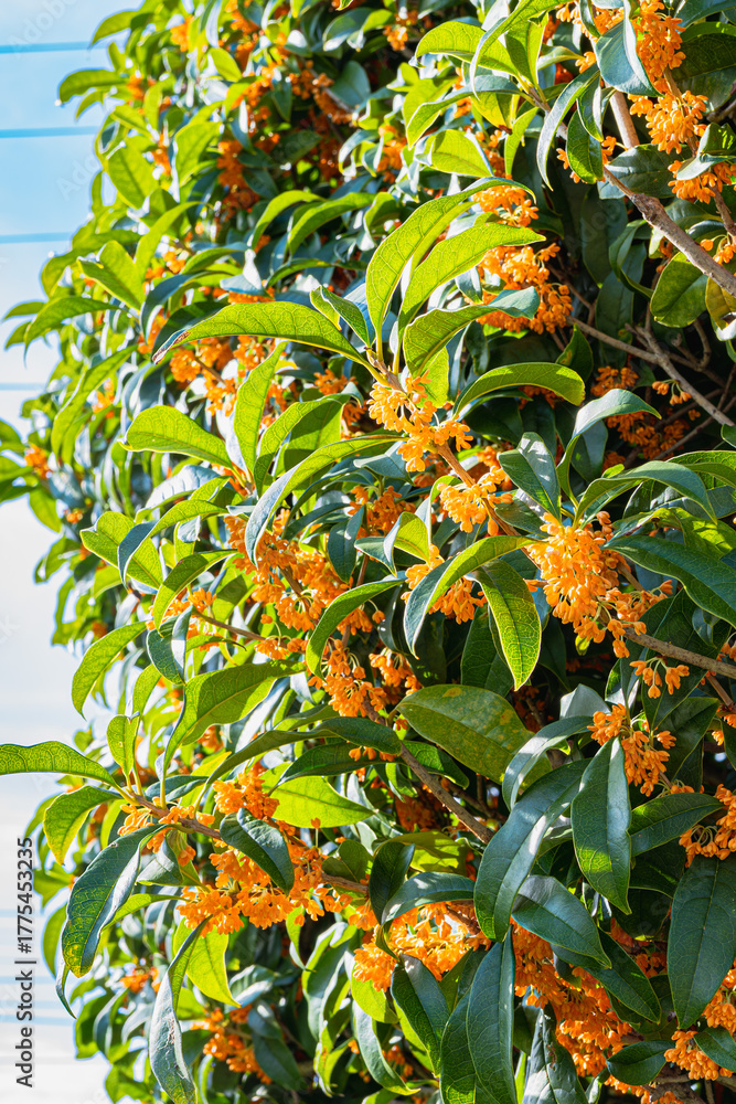 Fototapeta premium キンモクセイ Fragrant orange osmanthus flowers blooming in autumn sunlight