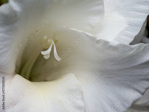 Photos Gladiolus (Gladiolus L