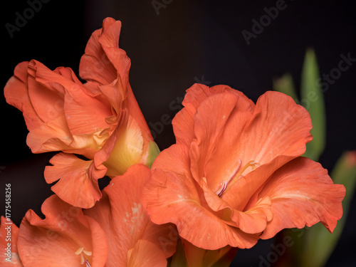 Fotografie Gladiolus (Gladiolus L