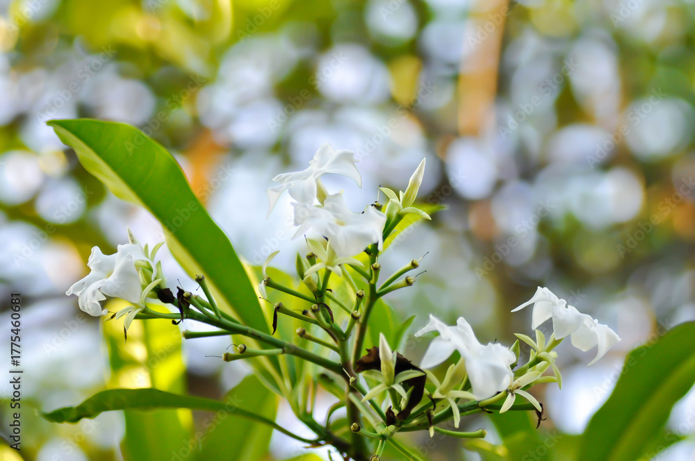 Fototapeta premium Cerbera Odollam Gaertn or Apocynaceae , white flower and sky