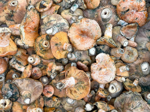 Abundance of Beautiful Mushrooms Filling the Frame