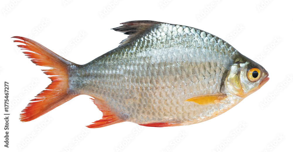 Fototapeta premium Red-tailed Tinfoil Barb isolated on background with red fins and shiny scales