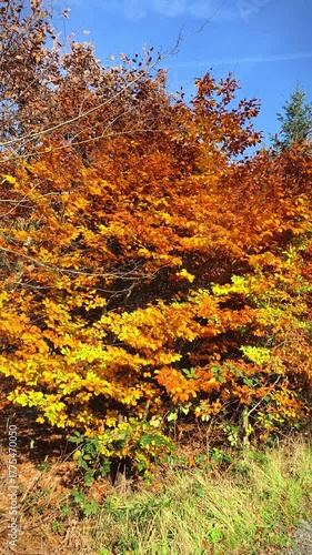 Autumn beech forest, relaxing atmosphere	