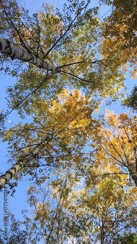 Autumn beech forest, relaxing atmosphere	