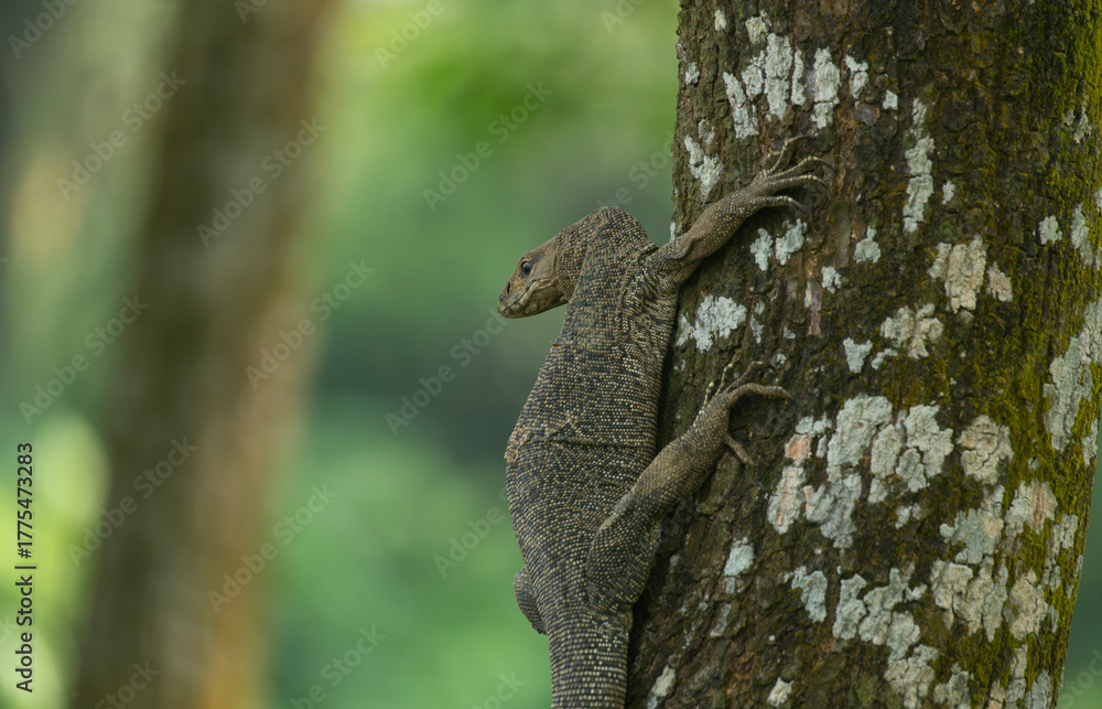 Fototapeta premium A Bengal monitor or Indian monitor (Varanus bengalensis) climbing a tree in an outdoor environment surrounded by greenery.