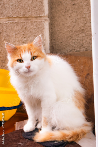 Red and white cat looking at camera. Orange and white kitten sitting outdoor. Curious cat concept. Funny kitty sitting on backyard. Pets concept. Domestic ginger cat. 