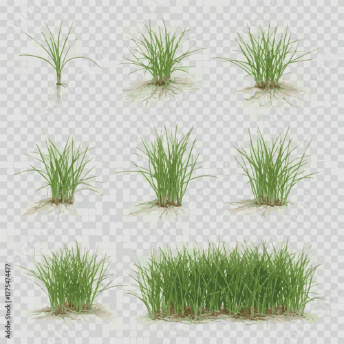 Create Set of Eleocharis parvula (common names dwarf spikerush, small spikerush and hairgrass) frontal isolated png on a transparent background perfectly cutout.