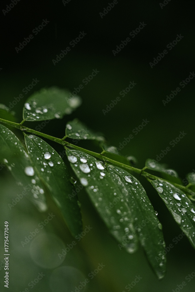 Fototapeta premium green leaf with water drops