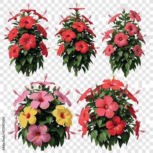 Create Set of Hibiscus rosa sinensis (Chinese hibiscus, China rose, Hawaiian hibiscus, rose mallow) blossoming frontal street shrubs isolated png on a transparent background perfectly cutout.