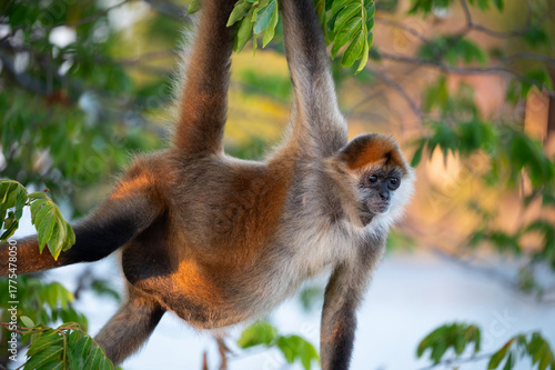 Canvas Print Close up portrait of monkey on tree