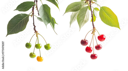 Two cherry branches with ripe and unripe fruit isolated on transparent background