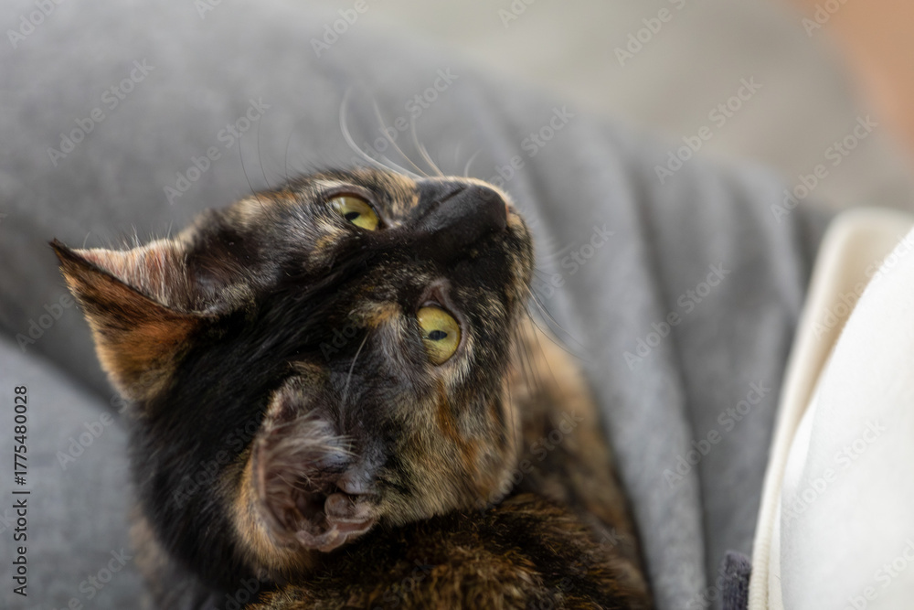 Obraz premium さびねこ