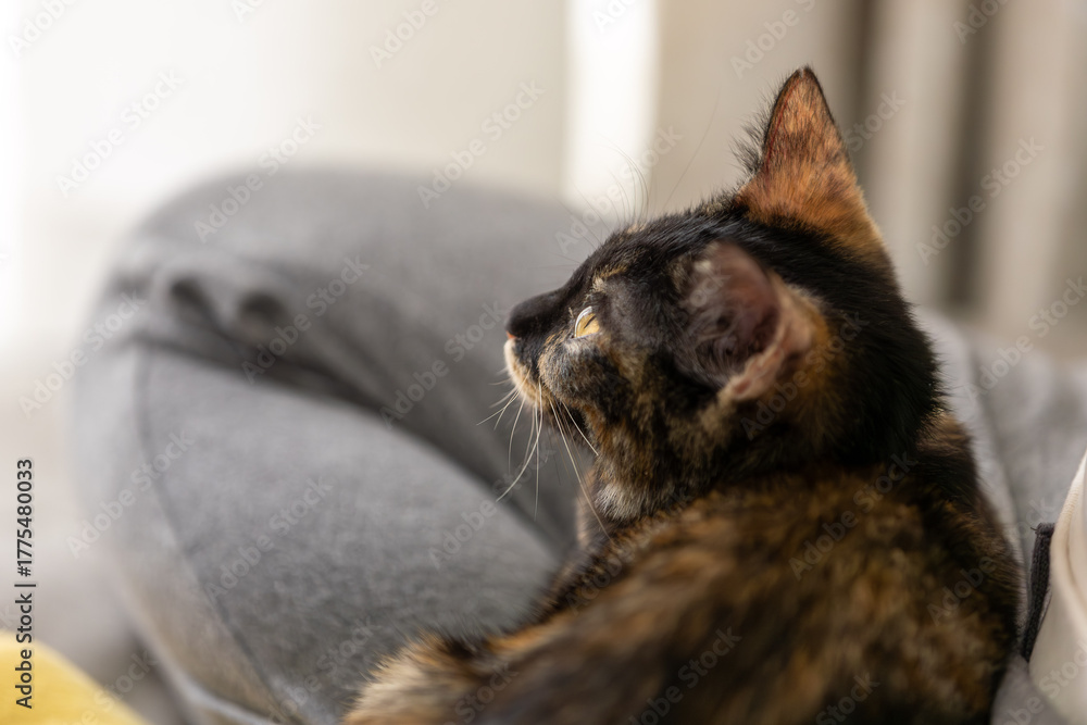 Obraz premium さびねこ