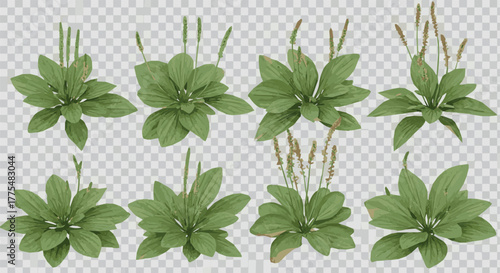 Create Set of Plantago major (the broadleaf plantain, white man's footprint, waybread, or greater plantain) frontal isolated png on a transparent background perfectly cutout high resolution.