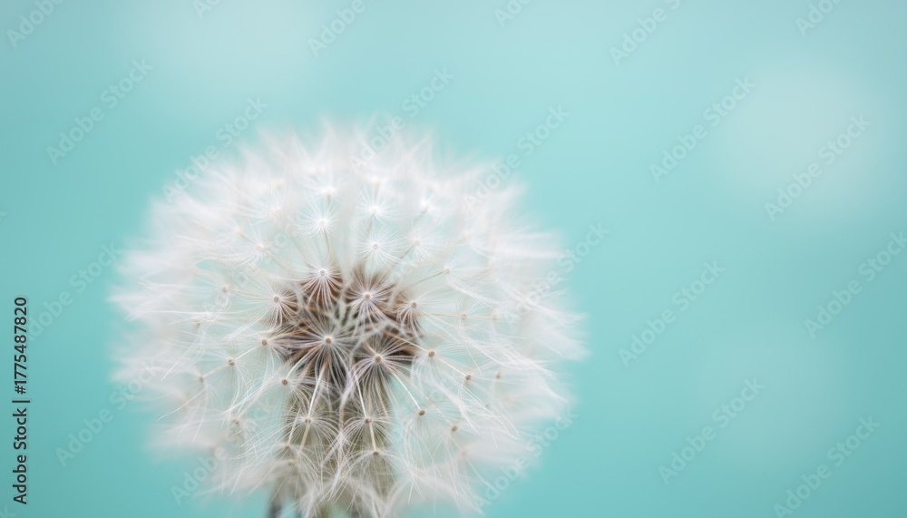 Obraz premium Delicate macro photograph of a white dandelion against a pastel turquoise background. Minimalistic composition with shallow depth of field and airy atmosphere, symbolizing lightness and nature’s fragi
