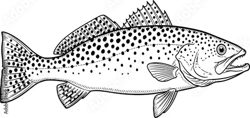 fish on a white background