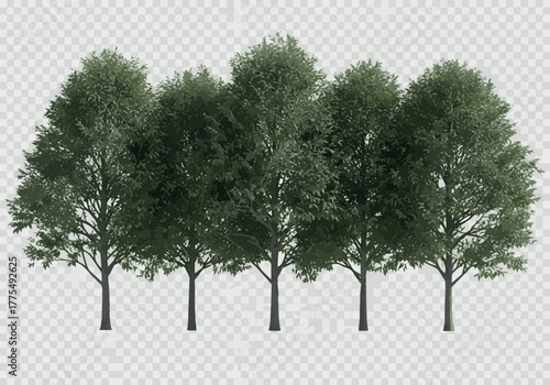 Need Set of Phillyrea angustifolia (or narrow-leaved mock-privet) frontal set street trees isolated png on a transparent background perfectly cutou