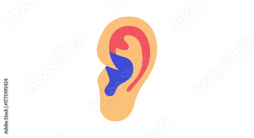 Anatomical illustration of the human outer ear parts.