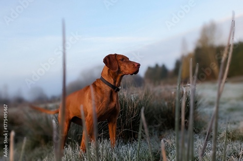 Fotografie Dog poised in frosty field