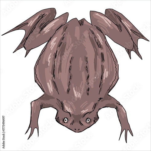 Surinam Toad. Star-fingered Pipa Pipa frog. Brown. Colorful vector illustration. Picturesque. Unique stylization. Prints on sketchbooks, stickers, cards, mugs, clothing, posters. Biological.