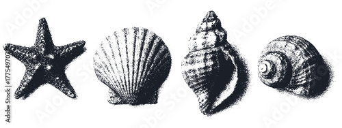 Sea shells and starfish, retro xerography halftone engraving black and white marine art isolated on transparent background