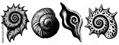 Vintage seashells set, retro xerography halftone engraving marine illustration black and white isolated on transparent background