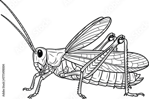 grasshopper sitting on a white background