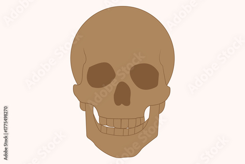 Simple brown human skull illustration viewed from the front on light background. eps 10