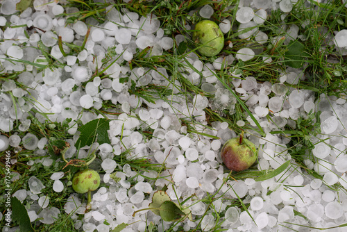 Apples on the ground in the orchard and lawn after the June hailstorm in Poland