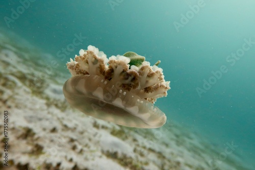Upside-down jellyfish (Cassiopea Andromeda) hovering above a sandy bottom in Komodo, Indonesia  