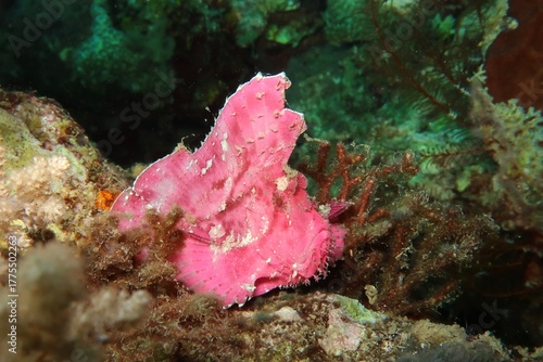 Taenianotus triacanthus pink leaf scorpionfish close-up on coral with dark background in Komodo, Indonesia   