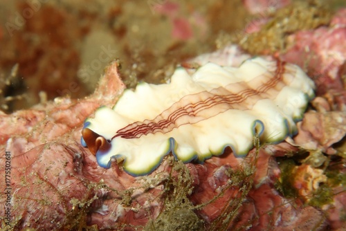 Triple-striped Flatworm (Pseudoceros rubrotentaculatus) close-up on a reef in Amed, Bali    
