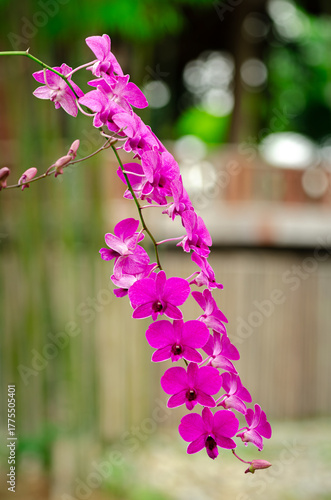 Large bouquet of purple and white Cooktown orchids on a brown and green background taken under sunlight. Close-up of blooming flowers, growth and garden photography background.