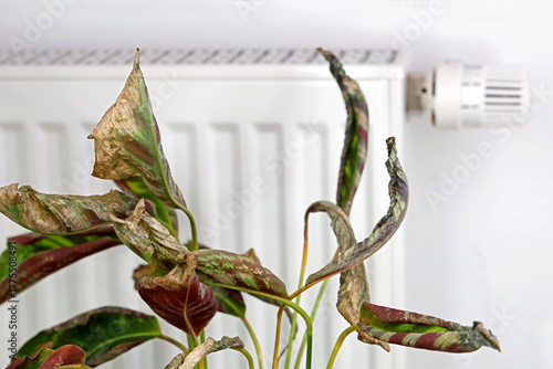 Indoor Calathea plant with wilted leaves in front of radiator, dry heating air in winter damages plants, concept for proper humidity and ventilation