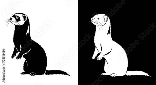Black and White Ferret Illustration Standing