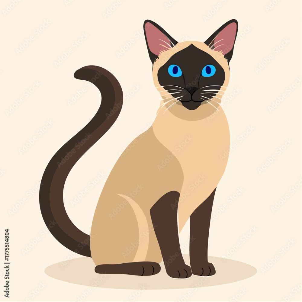 Obraz premium A regal Siamese cat sits upright on a plain cream background, tail curled and blue eyes focused forward.