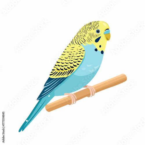 A vibrant blue and yellow budgie bird perches alertly on a simple, short wooden dowel against a pale backdrop.