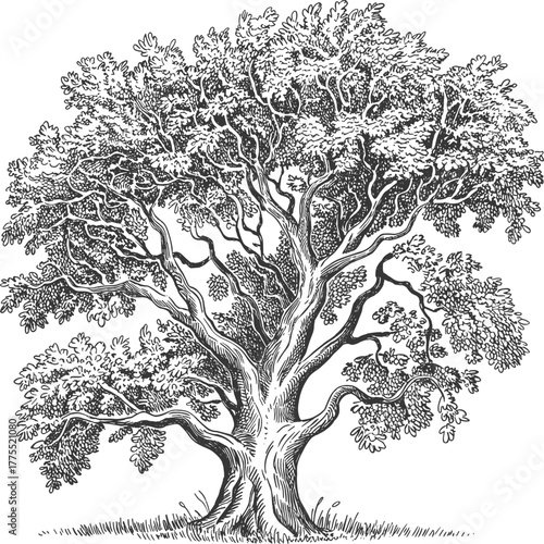 Detailed illustration of mature tree, black and white drawing, ink sketch, textured trunk, dense foliage, natural landscape, botanical artwork, vintage engraving style