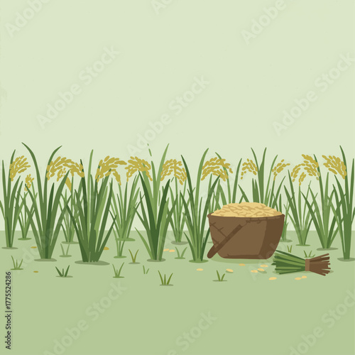 A field of golden rice plants with a bucket full of harvested grains and cut stalks on the ground, illustrating agriculture.