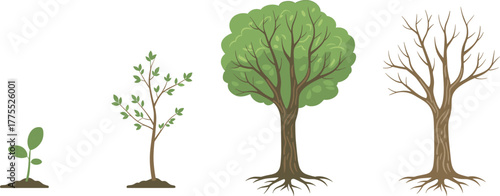 Tree growth stages illustration, seedling sprout, young sapling, mature tree, seasonal change, bare branches, biology diagram, environmental education, plant development, nature