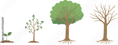Tree life cycle illustration, seedling sprout, young sapling, mature tree, dormant stage, seasonal change, biology diagram, environmental education, plant growth, nature