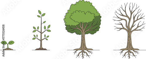 Tree life cycle illustration, seedling sprout, young sapling, mature tree, dormant stage, seasonal change, biology diagram, plant development, environmental education, nature