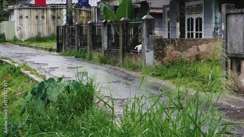 Stray White Cat Walking on Pothole Street in Drizzle, Climbing Fence to Home