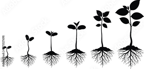 Plant growth stages, seedling to mature plant, root development, botanical silhouette, nature cycle, biology concept, educational, farming, agriculture, organic